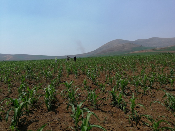 Monoculture de maïs dans la région de l’Itasy à environ à environ 1 400 m d’altitude © P. Autfray